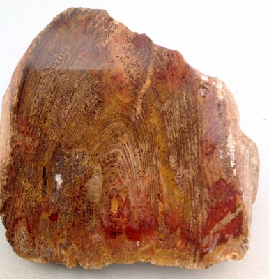 Versteend hout USA € 75,00