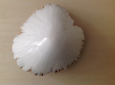 Scolesiet 10 x 10 cm - € 35,-