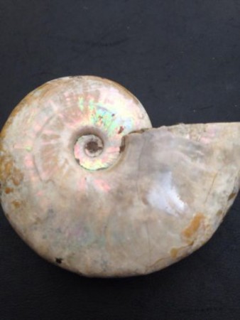  Geopaliseerde ammoniet Marokko 5,2 x 4,2 cm € 25,00