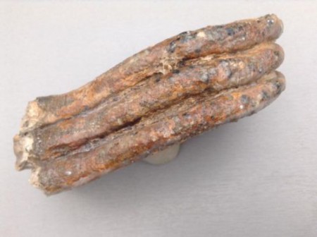 A547 Fragment van mammoettand gevonden in de Noordzee, 16 x 8 x 4 cm € 55,00