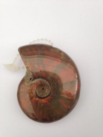  Geopaliseerde ammoniet, prachtige kleuren, 4,5 cm € 29,00