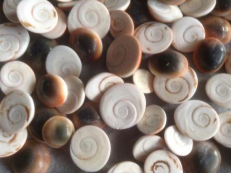  100 x shiva's eye shell, beschermer en geluksbrenger, 2 cm € 49,00